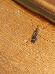Anopheles punctipennis