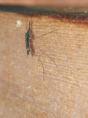 Anopheles punctipennis