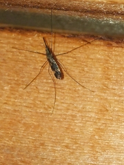 Anopheles punctipennis
