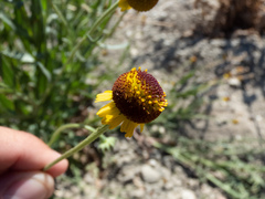Helenium puberulum