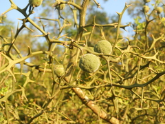 Citrus