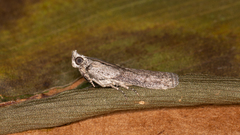 Sciota melanostyla