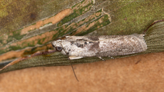 Sciota melanostyla