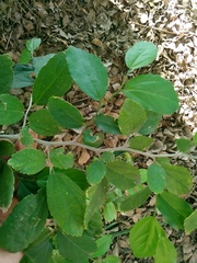 Celtis chichape