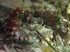 Octopus bimaculoides