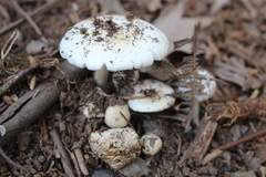 Amanita marmorata