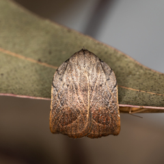 Tortricopsis pyroptis