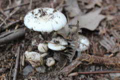 Amanita marmorata