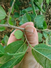Celtis chichape