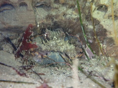 Octopus bimaculoides