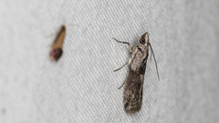 Sciota melanostyla