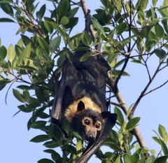 Pteropus conspicillatus