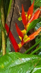 Heliconia psittacorum