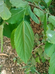 Celtis chichape