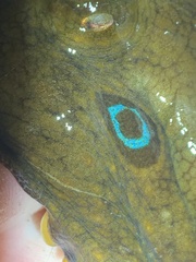 Octopus bimaculoides