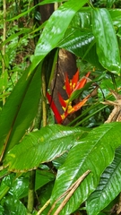 Heliconia psittacorum