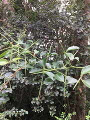 Gymnosporia nemorosa