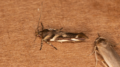 Macrobathra heminephela