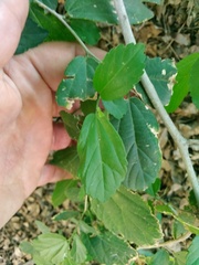 Celtis chichape