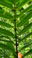 Heliconia psittacorum
