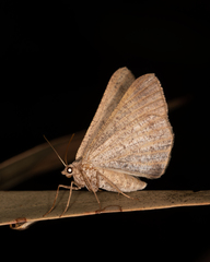 Isturgia penthearia