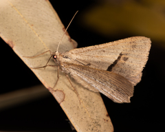 Isturgia penthearia