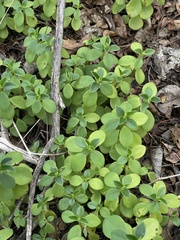 Peperomia leptostachya