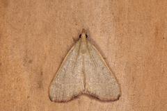 Hypsopygia albidalis
