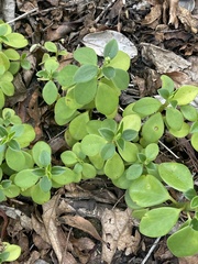 Peperomia leptostachya