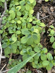 Peperomia leptostachya