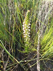 Disa obtusa hottentotica