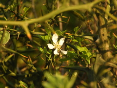 Citrus