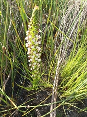 Disa obtusa hottentotica