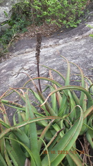 Aloe spicata
