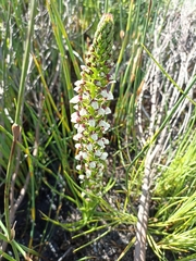 Disa obtusa hottentotica