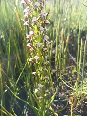 Disa obtusa hottentotica