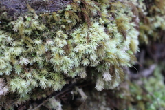Pyrrhobryum spiniforme