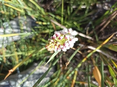 Disa obtusa hottentotica