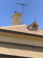 Turdus merula