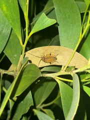 Ellipsidion humerale