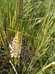 Disa obtusa hottentotica