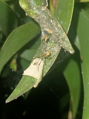 Theridion pyramidale