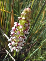 Disa obtusa hottentotica
