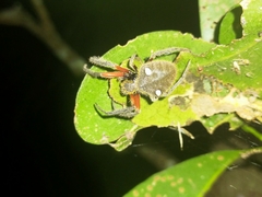 Hortophora