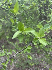 Acalypha glabrata pilosa