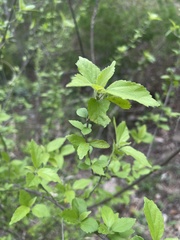 Acalypha glabrata pilosa