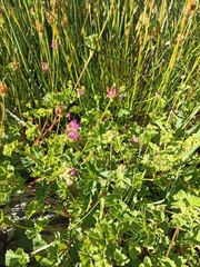 Pelargonium grossularioides
