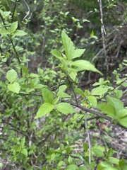 Acalypha glabrata pilosa