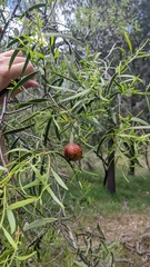 Santalum acuminatum