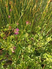 Pelargonium grossularioides